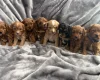 Cavapoo