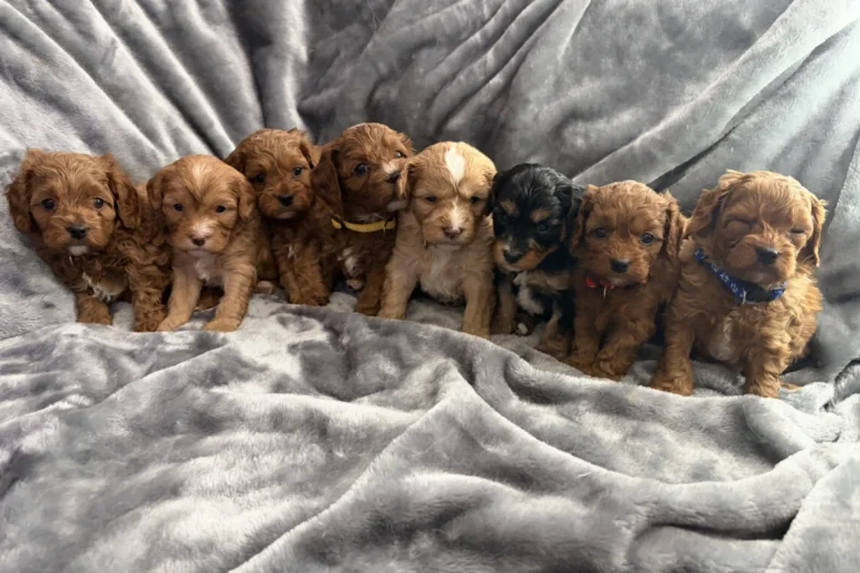 Cavapoo