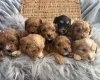 Cavapoo