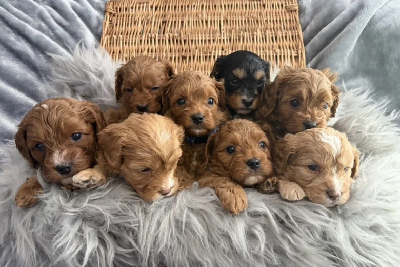 Cavapoo