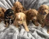 Cavapoo