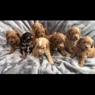Cavapoo