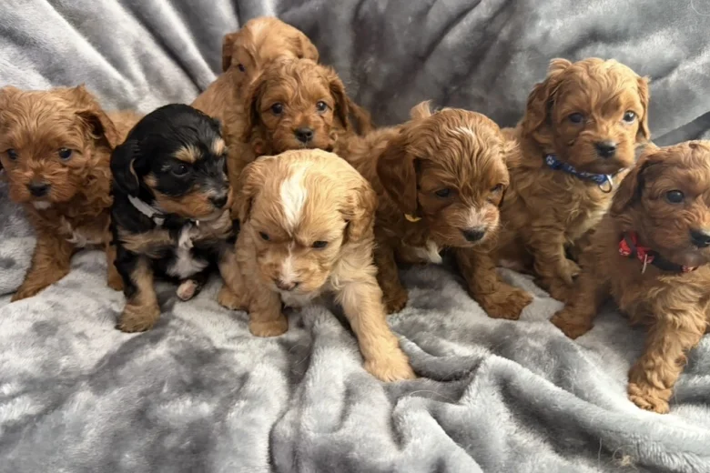 Cavapoo