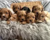 Cavapoo
