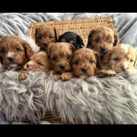 Cavapoo