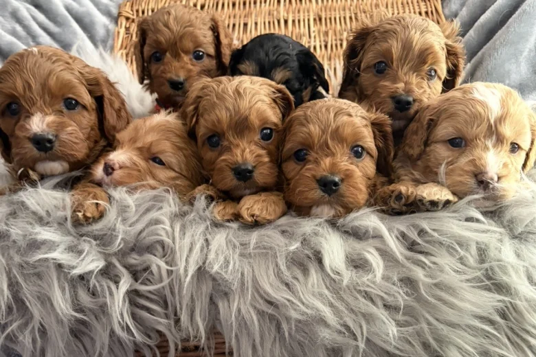 Cavapoo