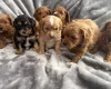 Cavapoo