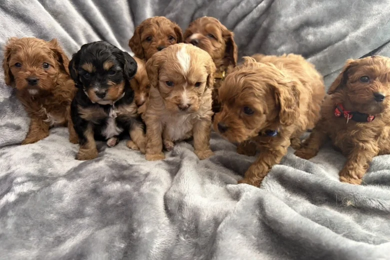 Cavapoo