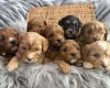Cavapoo