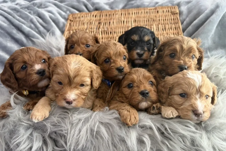 Cavapoo