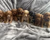 Cavapoo