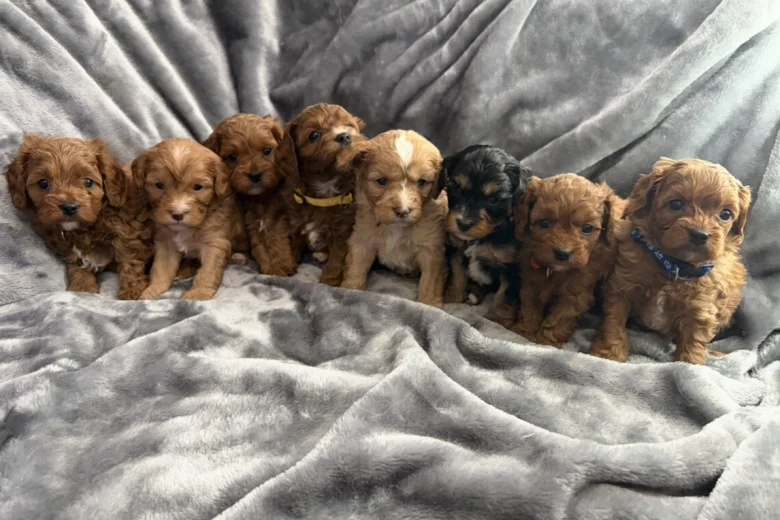 Cavapoo