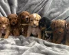 Cavapoo