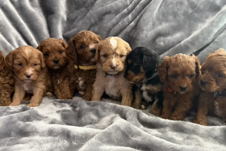 Cavapoo