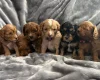 Cavapoo