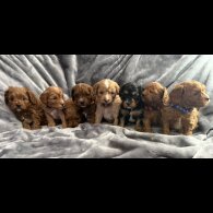 Cavapoo