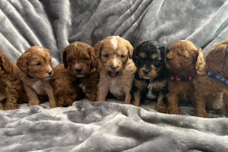Cavapoo