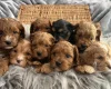 Cavapoo