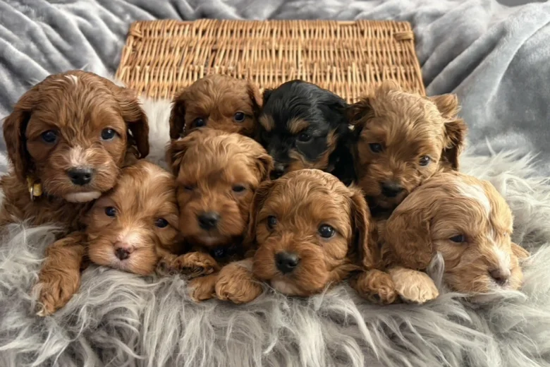 Cavapoo