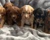 Cavapoo