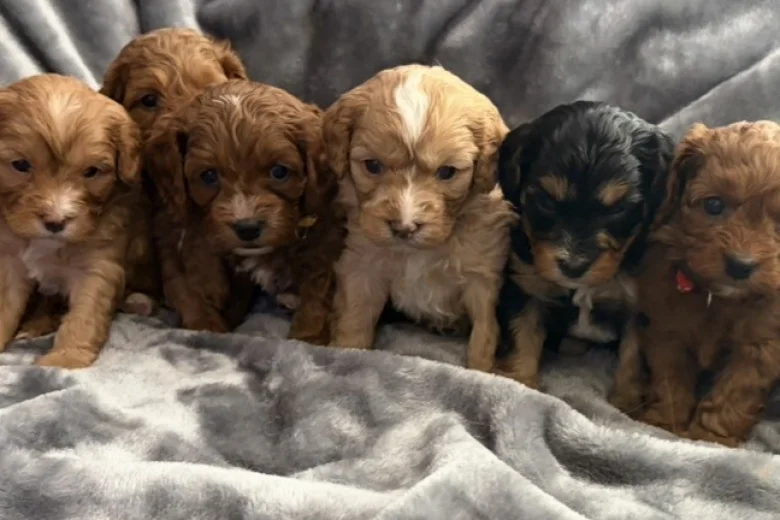 Cavapoo