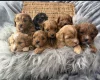Cavapoo