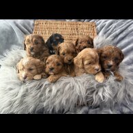 Cavapoo