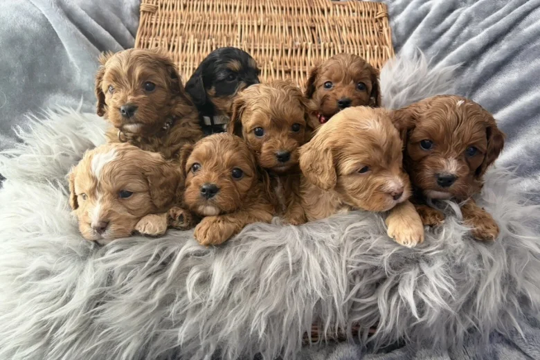 Cavapoo