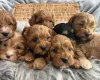 Cavapoo