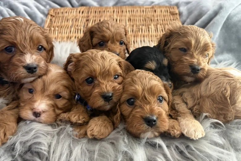 Cavapoo