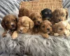 Cavapoo