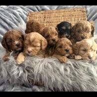 Cavapoo