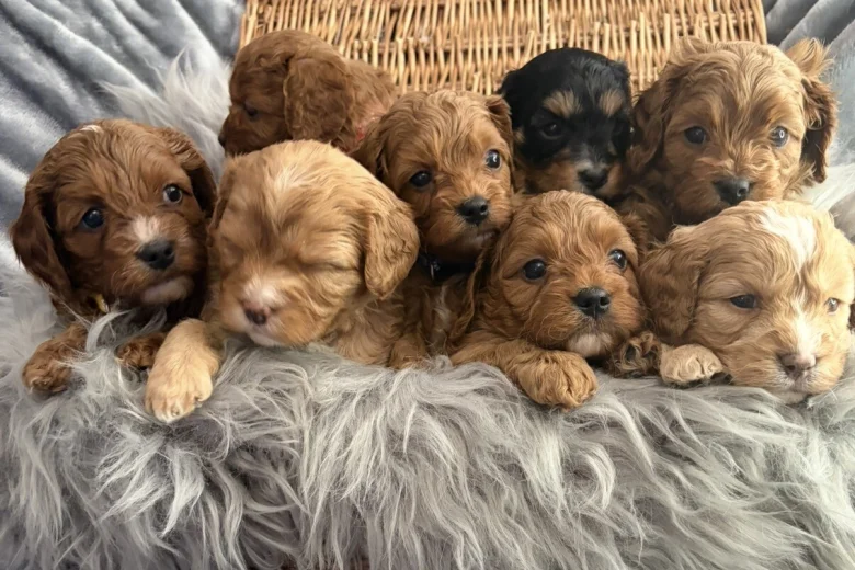 Cavapoo
