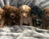 Cavapoo