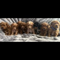Cavapoo