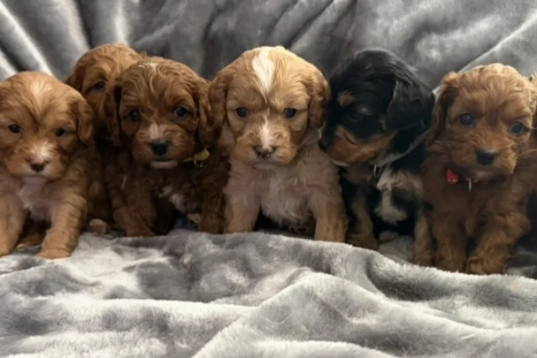 Cavapoo
