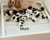 Cockapoo