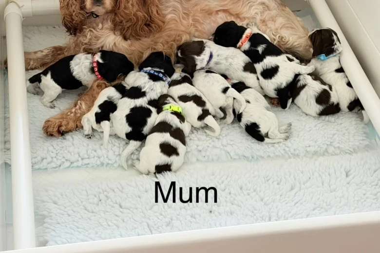 Cockapoo