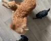 Cavapoo