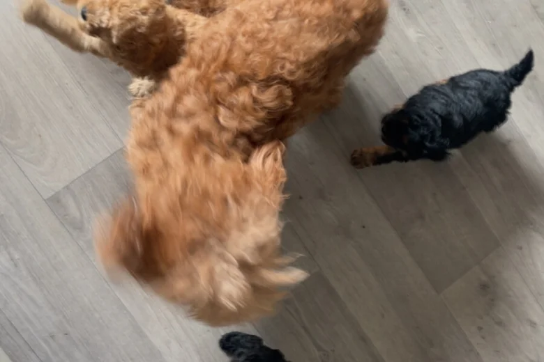 Cavapoo