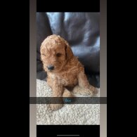 Cavapoo