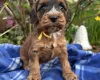 Cockapoo