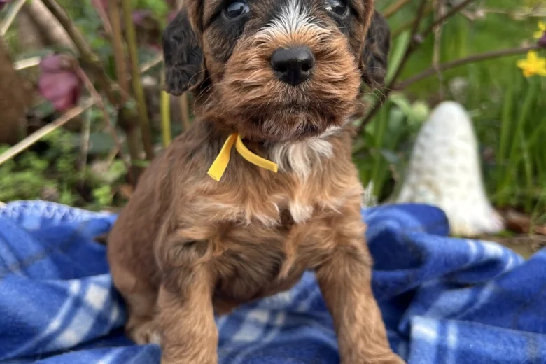 Cockapoo
