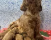 Cockapoo