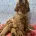 Cockapoo