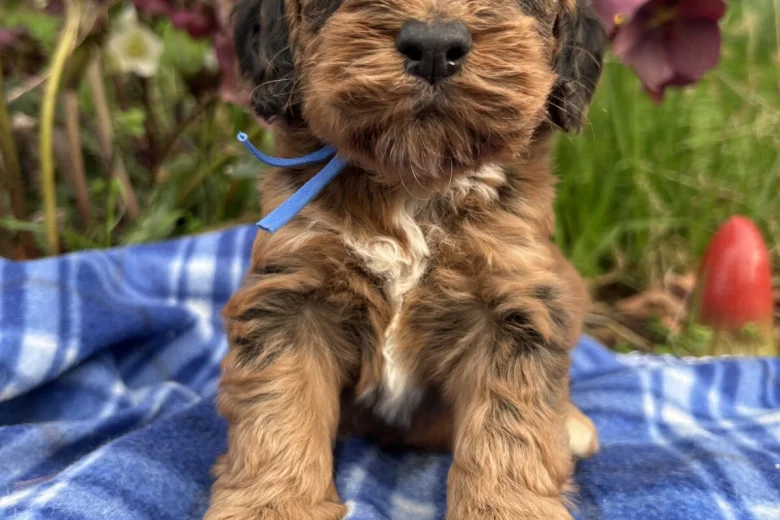 Cockapoo