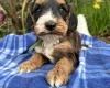 Cockapoo
