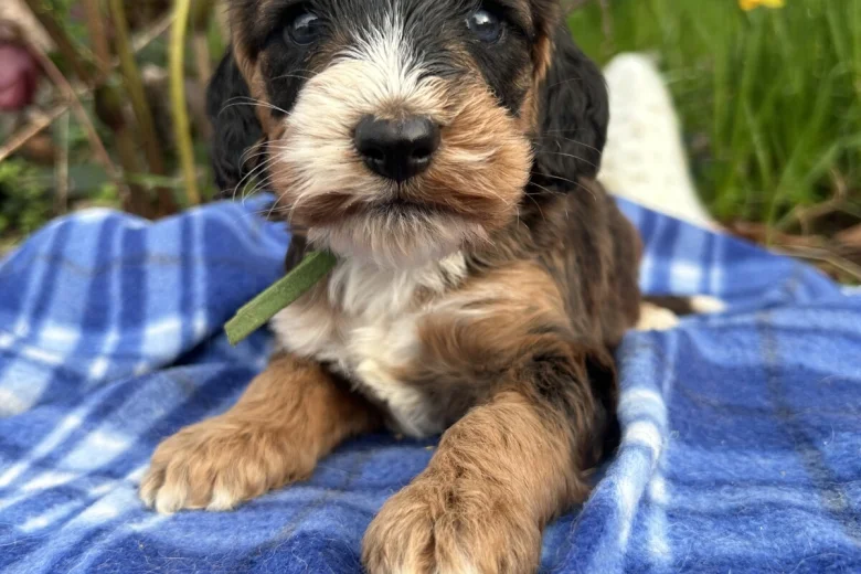 Cockapoo