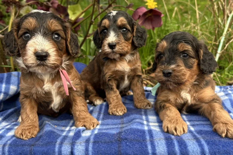 Cockapoo