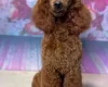 Cockapoo